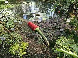 A corpse flower doesn't die after it's finished blooming. Amorphophallus Titanum Wikipedia