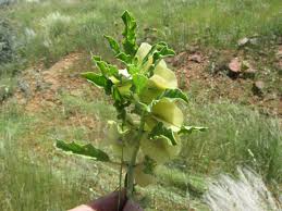 Image result for Pterodiscus aurantiacus