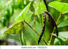 Image result for Vigna reticulata