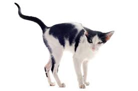 If your cat sprays inside, it's usually a sign that something is wrong. Why Do Cats Spray Pets4homes