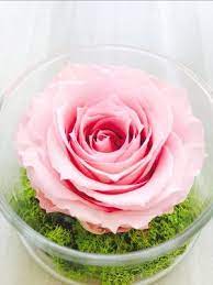 Maybe you would like to learn more about one of these? Jr Roses Wholesale Flowers Jrroses Com Twitter