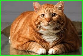 Bolehlah cuba resepi makanan kucing untuk gemuk yanh dikongsikan oleh saudari sara fini ini. Makanan Kucing Biar Gemuk Dan Sehat Daftarhewan Com
