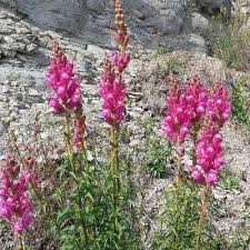Image result for Antirrhinum majus