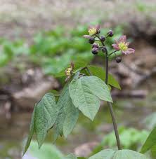 Image result for Blue Cohosh
