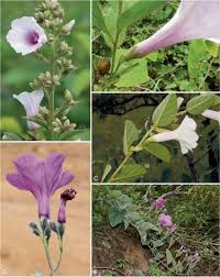 Image result for Ipomoea sinensis