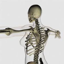 The thorax is anatomical structure supported by a skeletal framework (thoracic cage) and contains the principal organs of respiration and circulation. Three Dimensional View Of Female Upper Back And Skeletal System Anatomy Healthcare Stock Photo 174712762