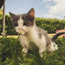 The rewards earned are then either immediately used, immediately exchanged for xp/np. Pet Vaccinations Melbourne Cat Dog Kitten Puppy Vaccinations Seah