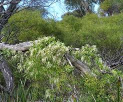 We did not find results for: Whats Blooming Oct Nov 2015