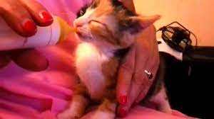 1 pinch table grade salt. Can Kittens Drink Goat Milk Cat Kingpin