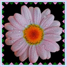 Disegni semplici da fare per bambini. Le Gif Con Camomille Bellissimi Fiori Sulle Immagini Animate