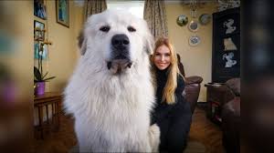 Silver fern newfoundlands is, located in barrie, ontario, 1 hour north west of toronto. The Newfoundland Dog World S Most Powerful Water Dog Youtube