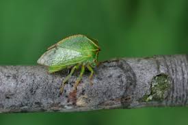 Image result for Tristachya bicrinita