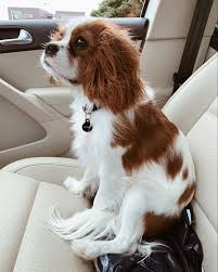 They make a trustworthy companion for young and old alike and are happy to all my puppies are raised in my home, a clean, safe, and loving environment. Pin On I 3 Cavalier King Charles