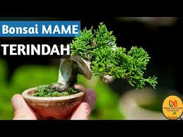 Bonsai Serut Mame Dan Bonsai Mame Lainnya Terbaik Youtube