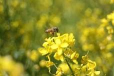 Discovery Station: Sambo Anderson & Beekeeping