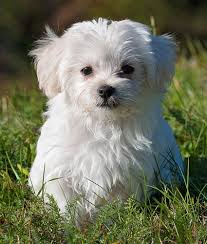 You need to now work out how much money it is going to cost you to buy and support your new maltese puppy and life long friend. Maltese Dog Breed Information Center The Ultimate Fluffy White Puppy