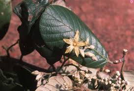 Image result for Monotes glaber