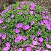 'new hampshire purple' geranium #1 geranium, 'new hampshire purple' (geranium 'new hampshire purple') item no: Https Encrypted Tbn0 Gstatic Com Images Q Tbn And9gct5bmusax1jcu4sajkgbxlqieo432n4adcyj12vl8yji8yixlc4 Usqp Cau