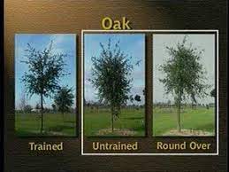 Transplanting young live oak trees. Training Young Trees For Structure And Form Wildland Fire Youtube