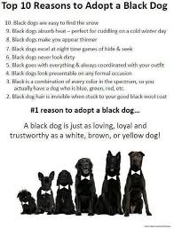 Turning a troubled person's life around is difficult, but rescuers with commitment and time and a few dollars can radically alter the fate of a dog. 10 Reasons Black Dog Dogs Animals