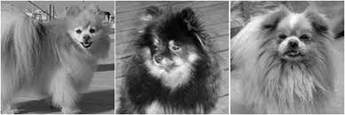 Remembering the Dogs of the Titanic – American Kennel Club