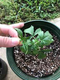 Further almost all of the seeds that i had sowed have sprouted. Using Miracle Grow Seed Starting Potting Mix For Autoflower Need Advice Page 10 420 Magazine