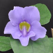 Image result for Thunbergia vogeliana