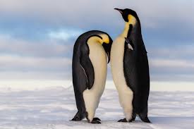 A penguin's head is not very large, however, it is located on a mobile, flexible and short neck and has a strong and sharp beak. What S It Like To Hug A Penguin What Do Penguins Feel Like