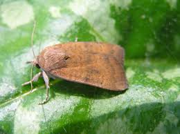 Image result for Noctua interjecta