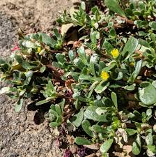 If you are struggling with a purslane infestation in your lawn or garden, there are natural and chemical options to help you regain control and prevent future growth. Purslane Pigweed Portulaca Oleracea Complex Weeds Of Melbourne