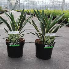 Image result for Yucca gloriosa