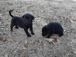 Did you scroll all this way to get facts about lab puppies? Lab Puppies For Sale Virginia