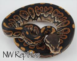 On top of this, breeders are creating new morphs and color combinations all the time! Northwest Reptiles Black Pastel Ball Python Description And Photos Ball Python Breeder