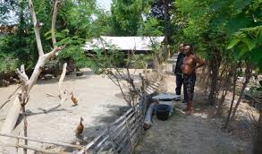 Ukuran kandang bebek pedaging 500 ekor. Analisa Usaha Ternak Bebek Petelur 100 Ekor Bisa Hasilkan Puluhan Juta Setiap Tahun