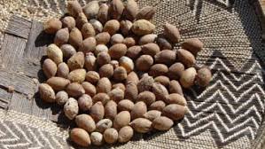 Image result for Schinziophyton rautanenii