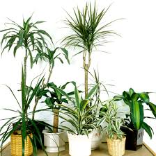 **if dracaena white bird is unavailable it will be substituted for a different type of dracaena dracaena plant in dracaena deremensis et dracaena marginata : Dracena Tailler Et Entretenir Ooreka