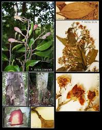 Image result for Maranthes