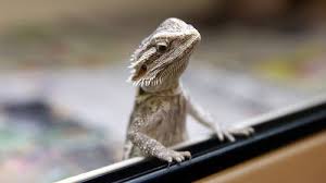 Top 3 Best Bearded Dragon Cage Recommendations Your Pet Will