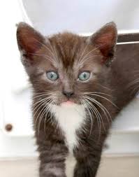 In this article, i disuss where to get a kitten, the cost of adopting a cat from a shelter and taking in stray cats. Bath Cats And Dogs Home Kittens