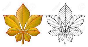 Check spelling or type a new query. Bunte Und Schwarz Weiss Muster Kastanienblatt Vektor Cartoon Bild Lizenzfrei Nutzbare Vektorgrafiken Clip Arts Illustrationen Image 69809787