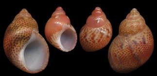 Image result for Tricalysia pallens