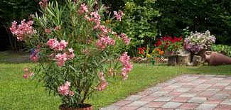 In unseren breitengraden sollte die mediterrane pflanze im kübel wachsen denn oleander ist nicht winterhart und muss im haus überwintern. Oleander Uberwintern