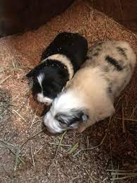 Border Collie Puppy For Sale In Jefferson Oh Adn 63711 On Puppyfinder Com Gender Female Age 4 Collie Puppies For Sale Border Collie Puppies Collie Puppies