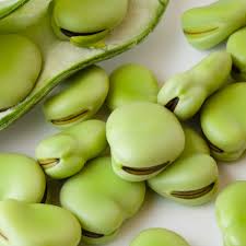 Image result for Vicia faba