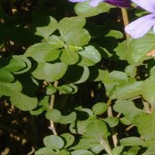 Image result for Dyschoriste thunbergiiflora