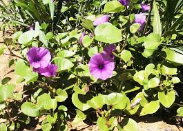Image result for Ipomoea heterotricha
