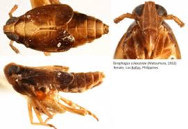 Image result for Tragia mazoensis