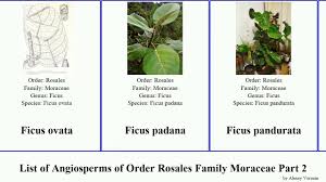 Image result for Ficus ottoniifolia