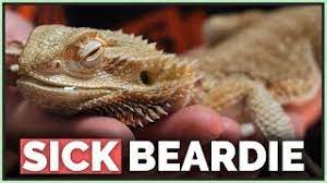 How We Saved This Dying Bearded Dragon Youtube