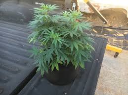 If youâ&#x20ac;&#x2122;re looking to grow your own plants or vegetables, then tents are a great way to go. Mid Tier Led For 3x3 Tent Lights Ventilation I Love Growing Marijuana Forum By Robert Bergman